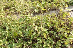 Bryophyllum pinnatum